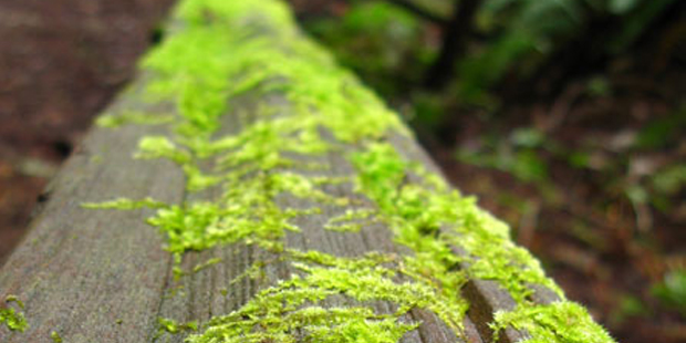 Spokane Moss Removal